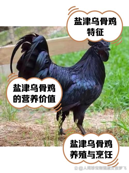 2025乌骨鸡养殖技术有何新突破?-图2 2025乌骨鸡养殖技术有何新突破?-图2