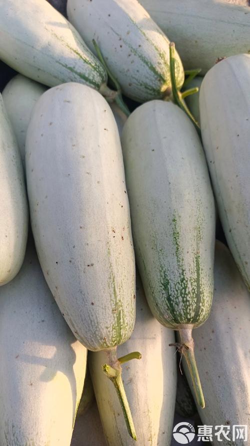 羊角蜜哪些品种最畅销？-图3