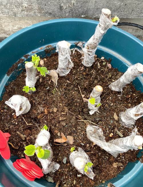 哪些植物适合嫩枝扦插?-图1 哪些植物适合嫩枝扦插?-图1