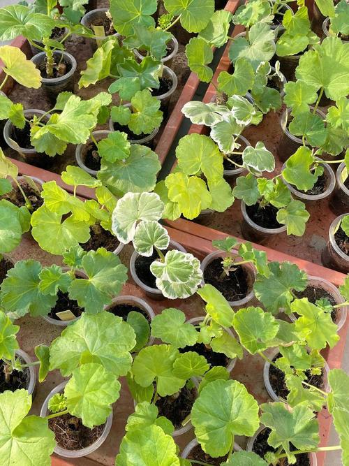 哪些植物适合嫩枝扦插?-图3 哪些植物适合嫩枝扦插?-图3