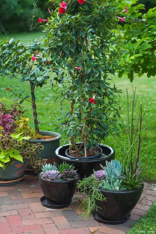 哪些植物适合嫩枝扦插?-图2 哪些植物适合嫩枝扦插?-图2