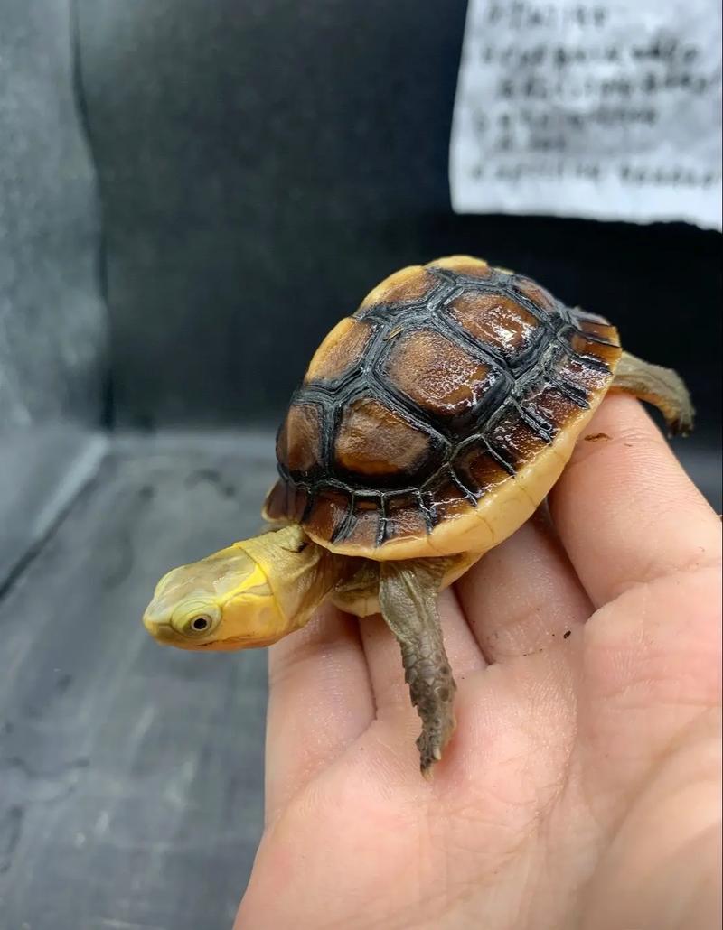 2025年野生黄缘价格会涨还是跌？-图1