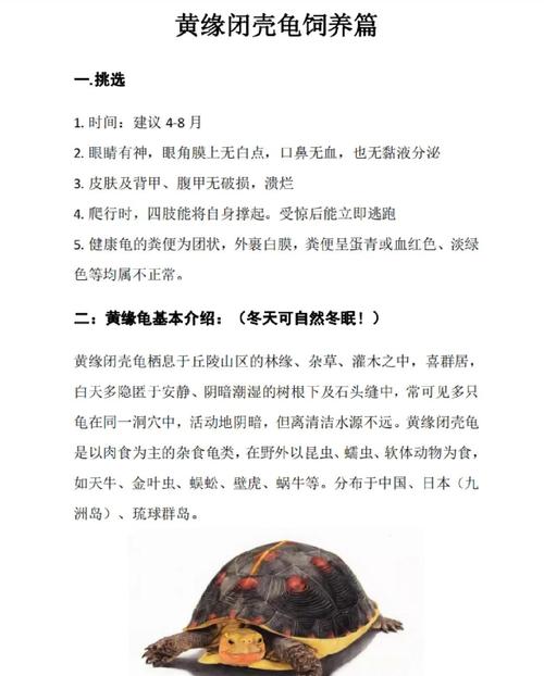 2025年野生黄缘价格会涨还是跌？-图2