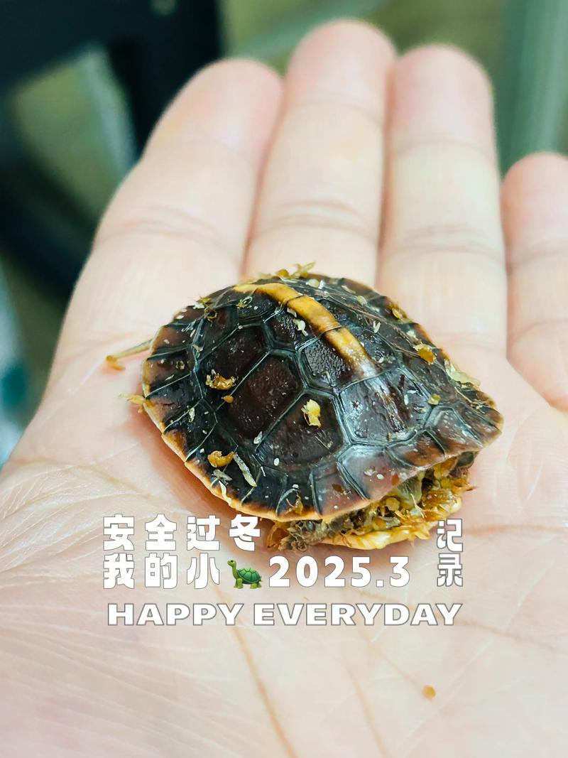 2025年野生黄缘价格会涨还是跌？-图3