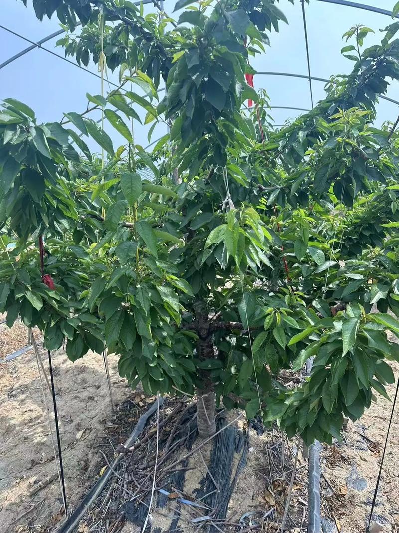 郴州美早樱桃苗品种怎么排？-图2