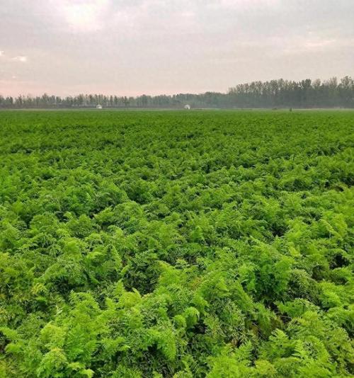 胡萝卜种植技术要点有哪些？-图3