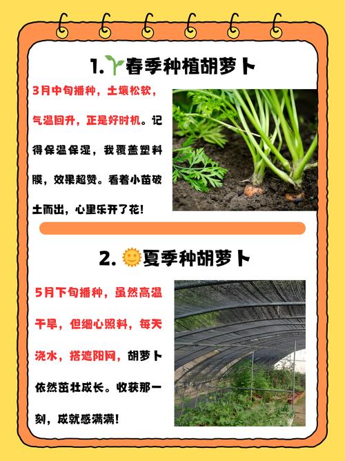 胡萝卜种植技术要点有哪些？-图2