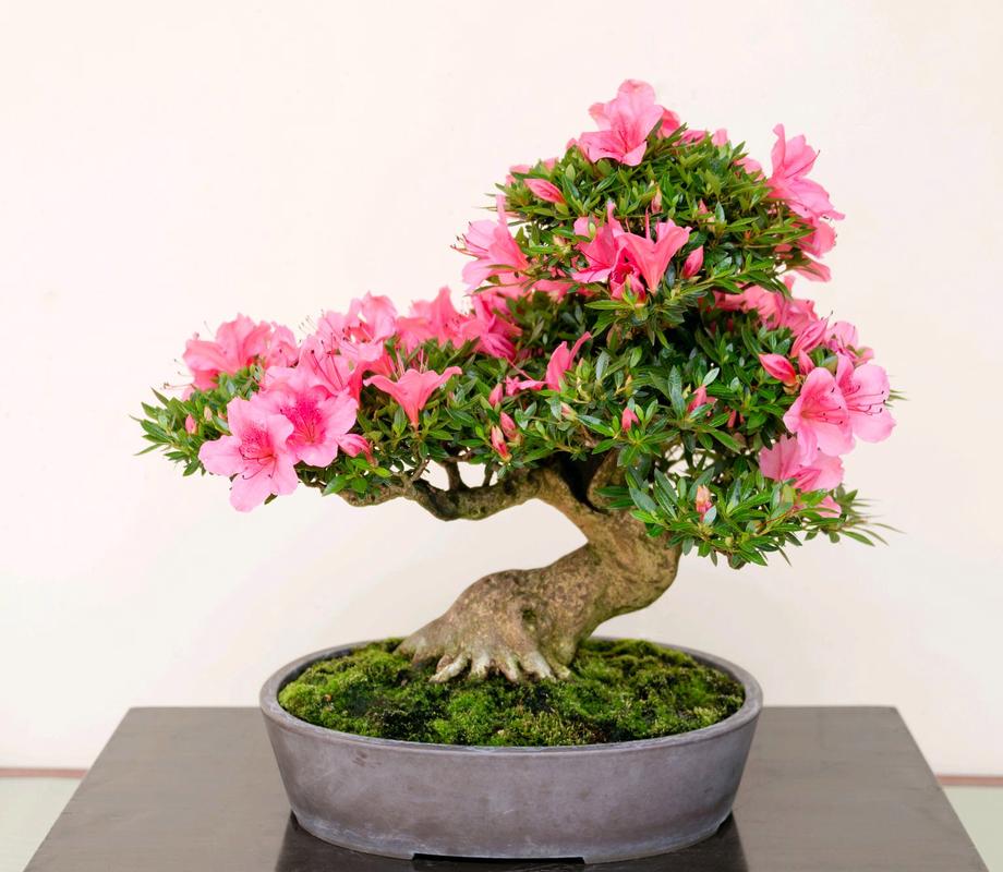 家庭养杜鹃哪个品种最好养?-图3 家庭养杜鹃哪个品种最好养?-图3