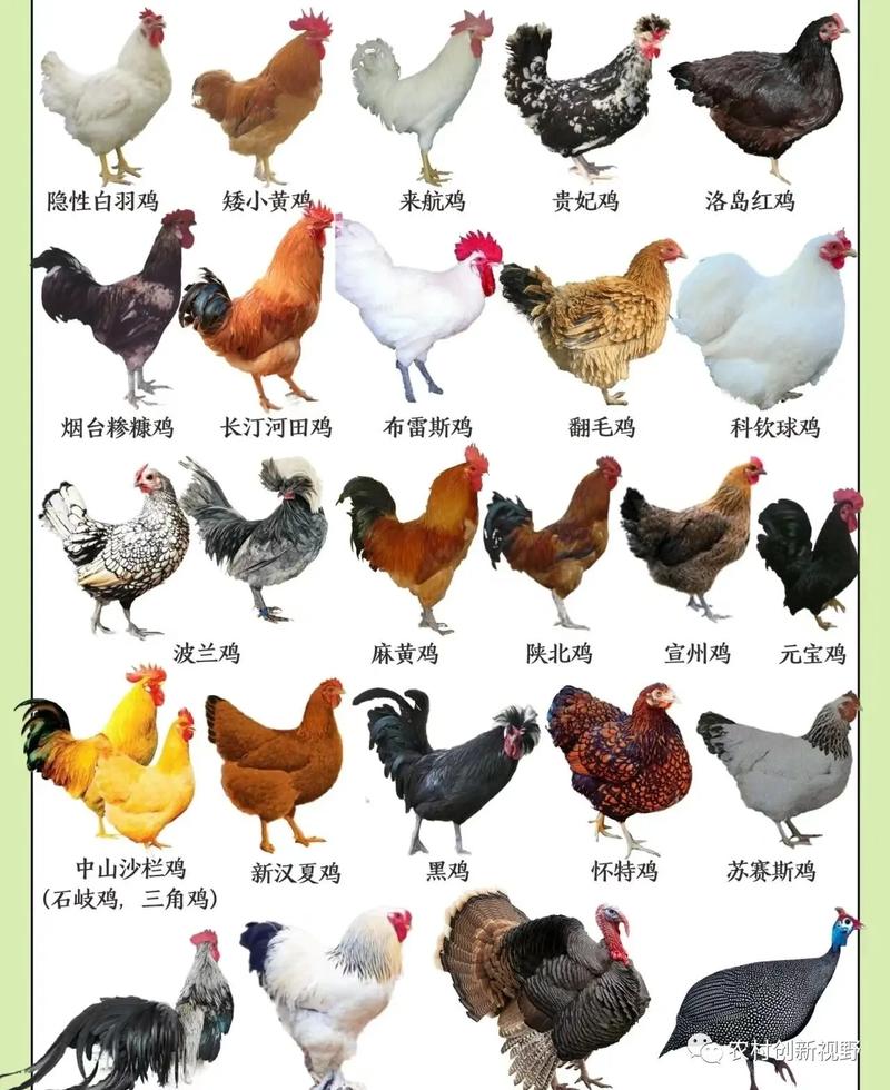 中国标准品种鸡有哪些?-图1 中国标准品种鸡有哪些?-图1
