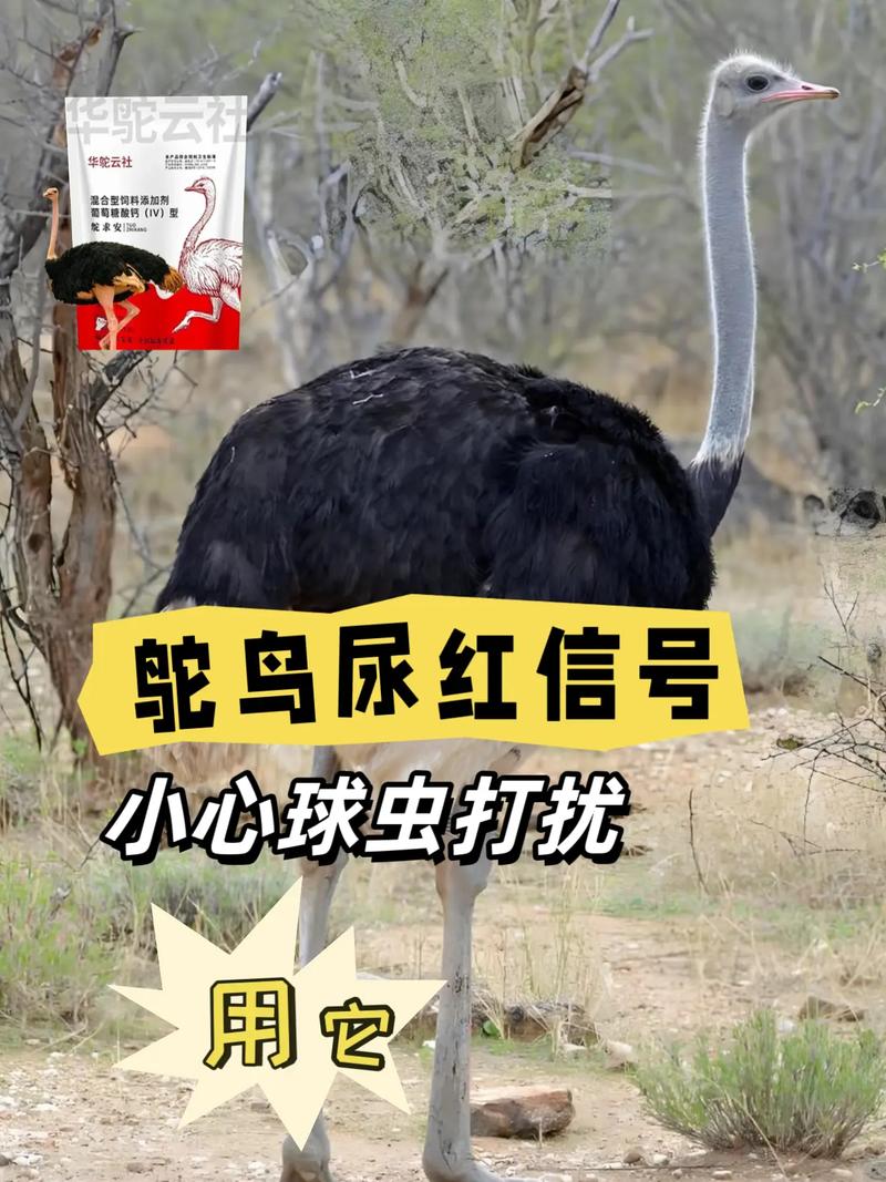 鸵鸟养殖技术与管理的核心要点是什么？-图3