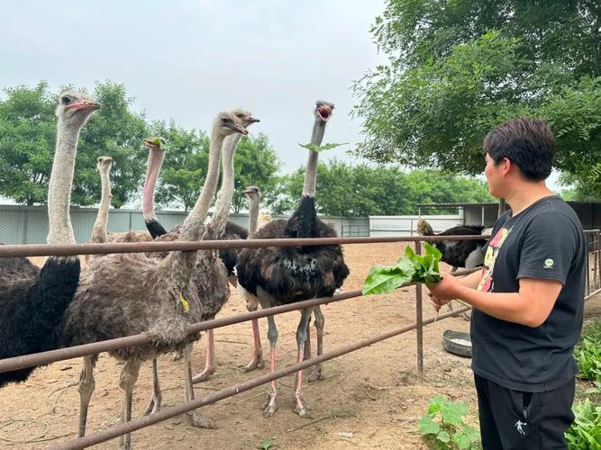 鸵鸟养殖技术与管理的核心要点是什么？-图2