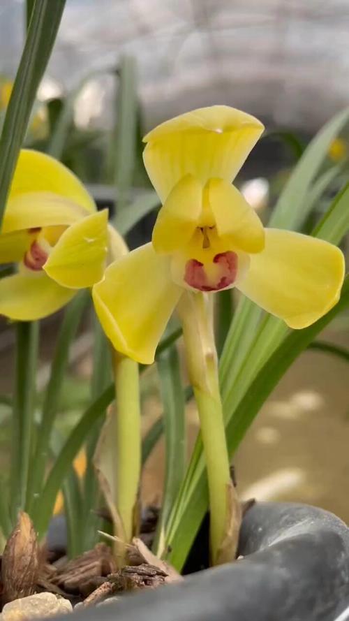 黄金荷是何种兰花品种?-图2 黄金荷是何种兰花品种?-图2