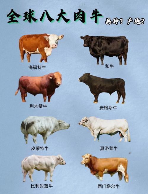 大型肉牛品种有哪些？-图1