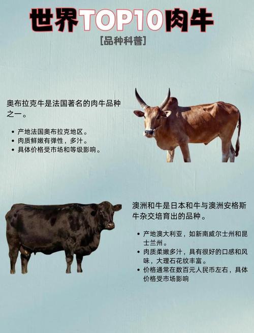 大型肉牛品种有哪些？-图2