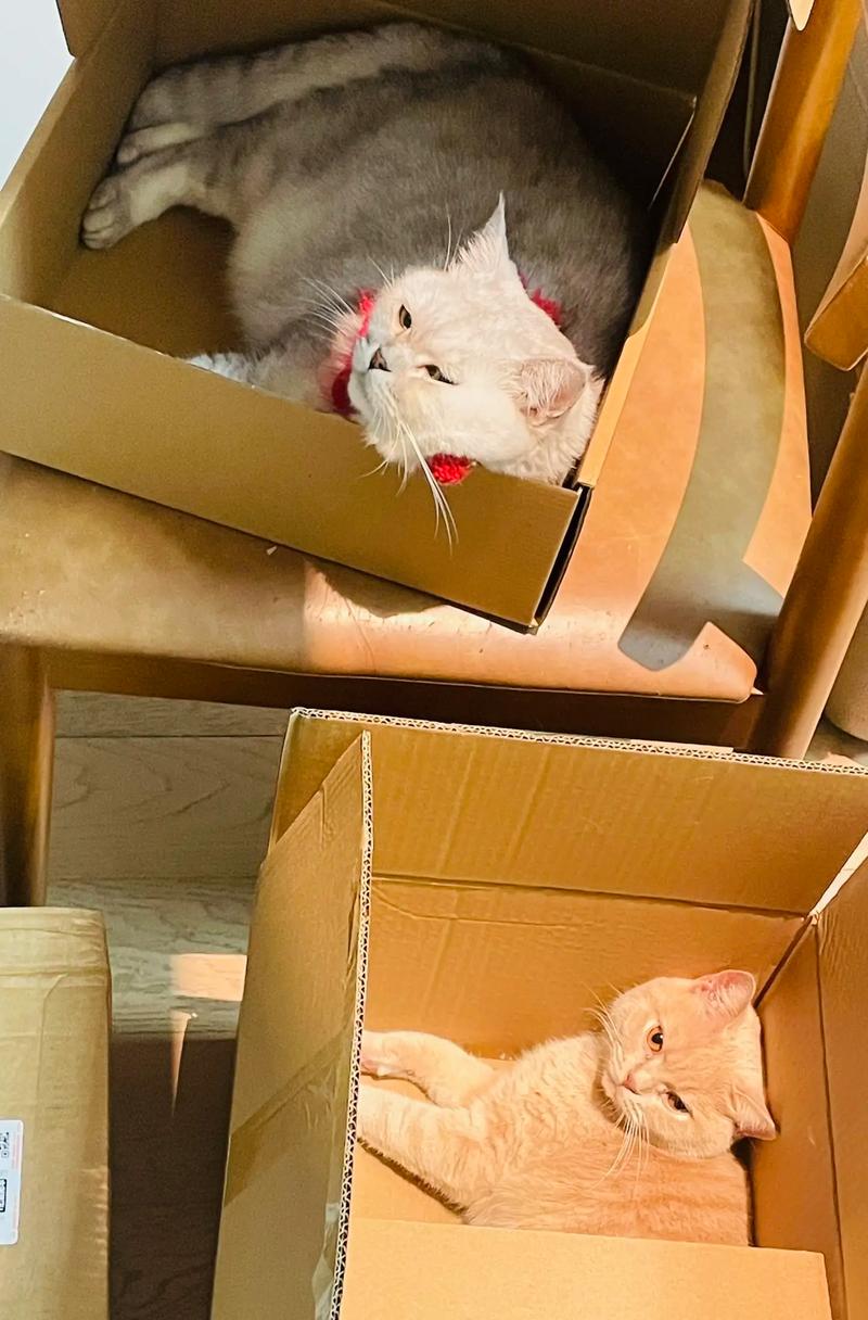 双十一舞蹈猫是什么品种-图2 双十一舞蹈猫是什么品种-图2