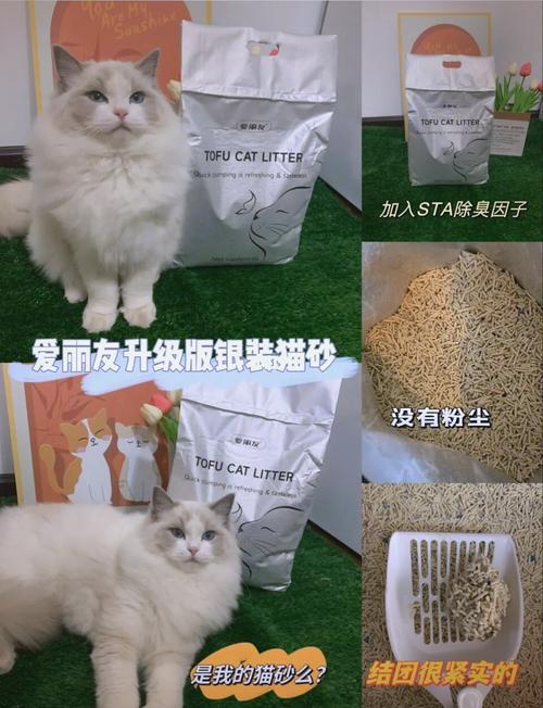 双十一舞蹈猫是什么品种-图1 双十一舞蹈猫是什么品种-图1