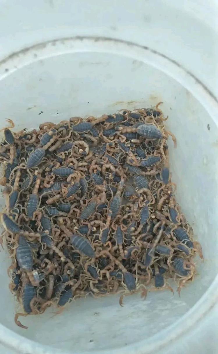 特种养殖品种有哪些?蝎子算吗?-图1 特种养殖品种有哪些?蝎子算吗?-图1