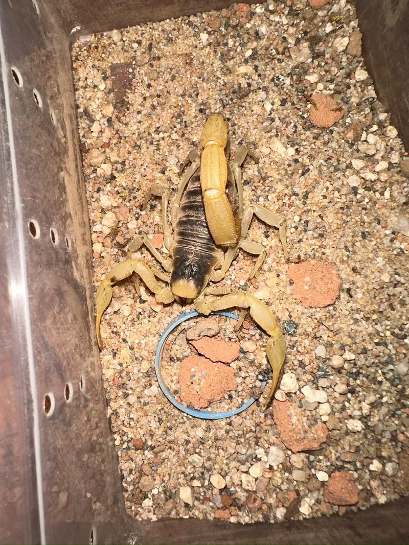 特种养殖品种有哪些?蝎子算吗?-图2 特种养殖品种有哪些?蝎子算吗?-图2