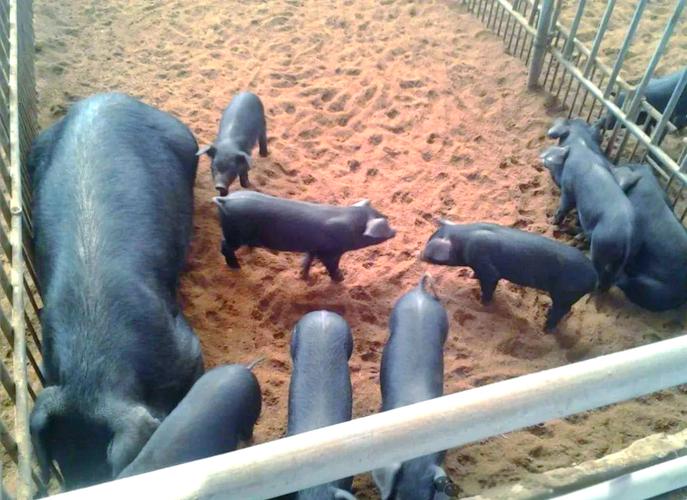 最新发酵床养猪技术视频，怎么做才高效？-图3