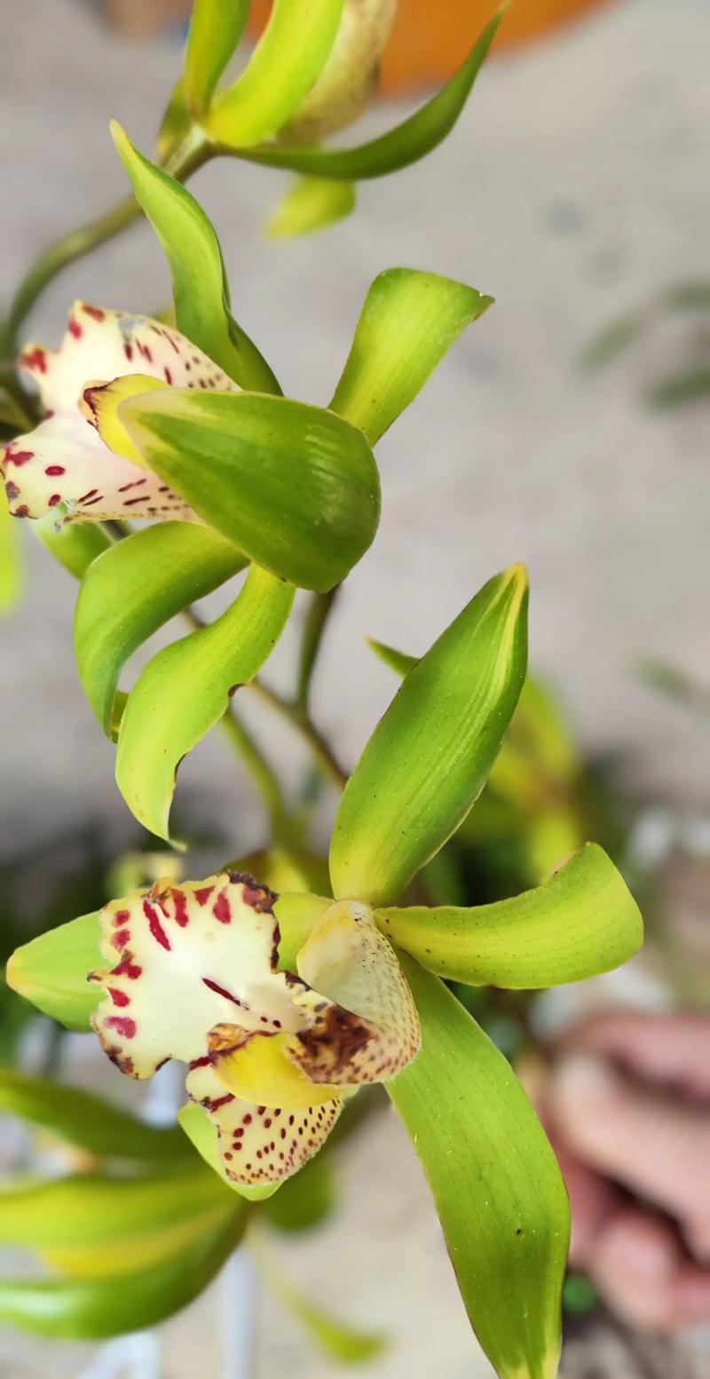 真正的虎头兰品种有哪些？-图3