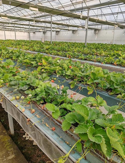 CCTV7草莓种植技术有哪些要点？-图2
