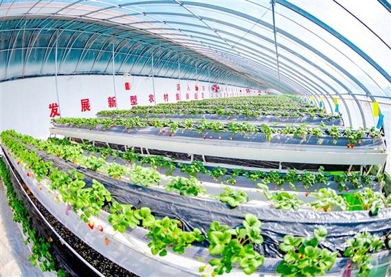 CCTV7草莓种植技术有哪些要点？-图1