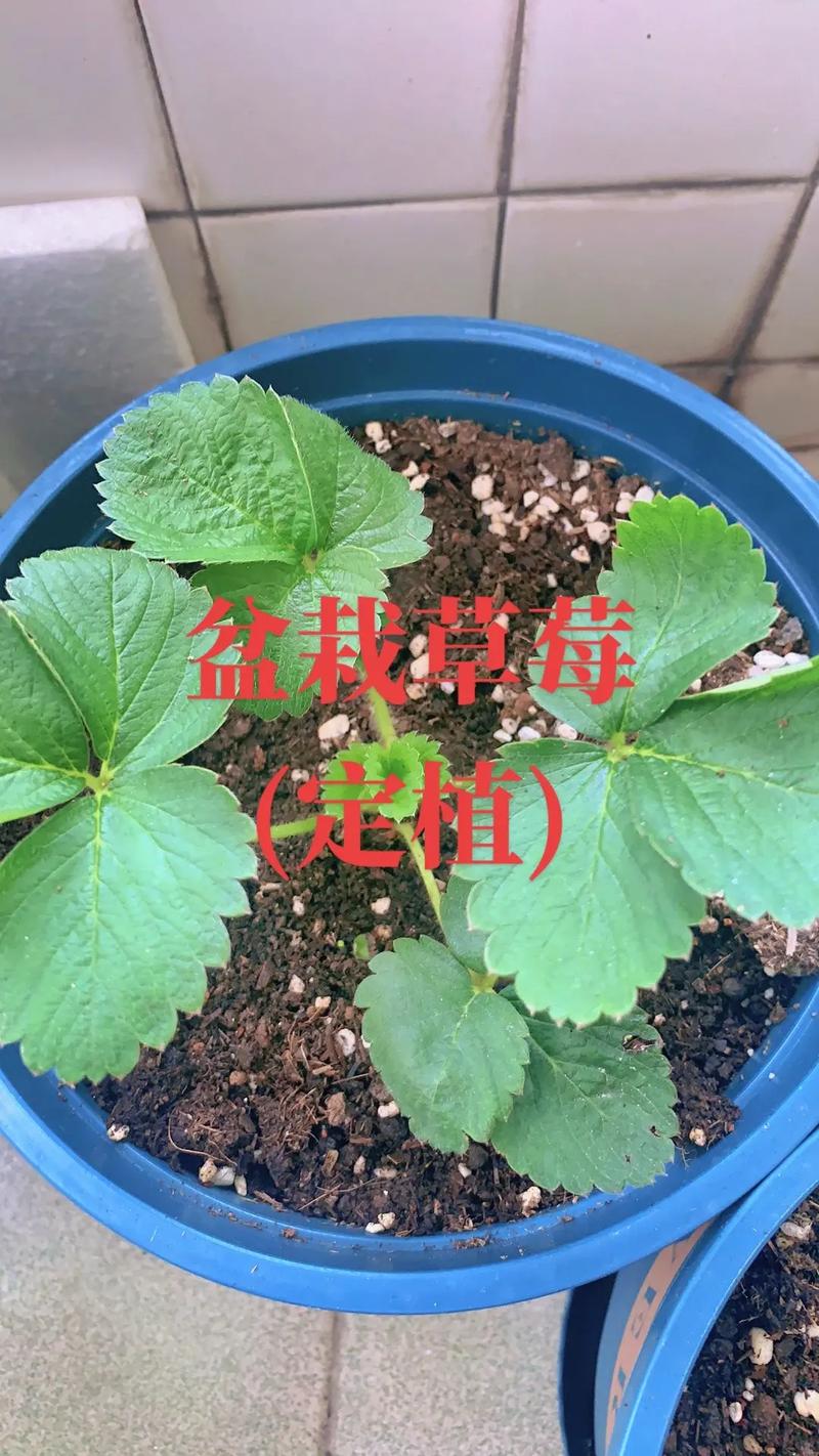 CCTV7草莓种植技术有哪些要点？-图3