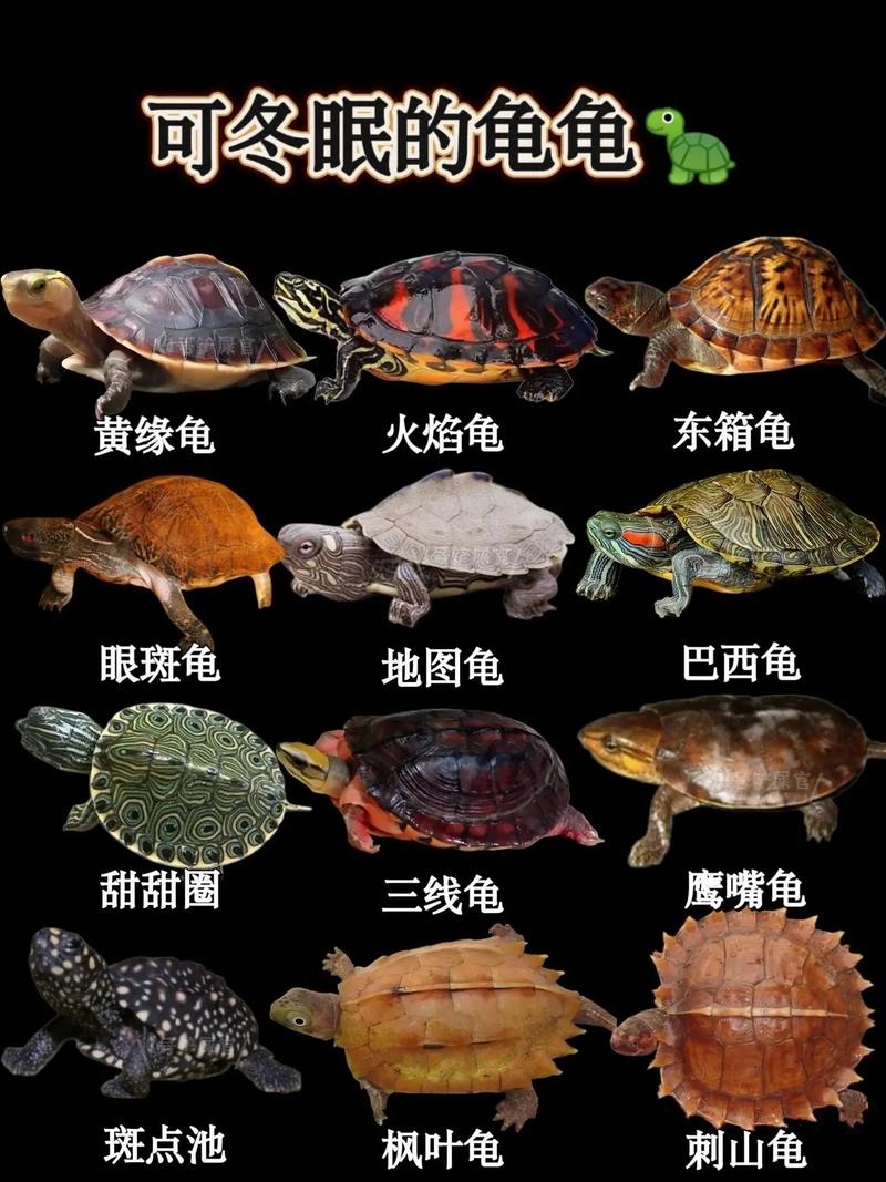 2025年陆龟价格会涨还是跌?热门品种多少钱?-图3 2025年陆龟价格会涨还是跌?热门品种多少钱?-图3