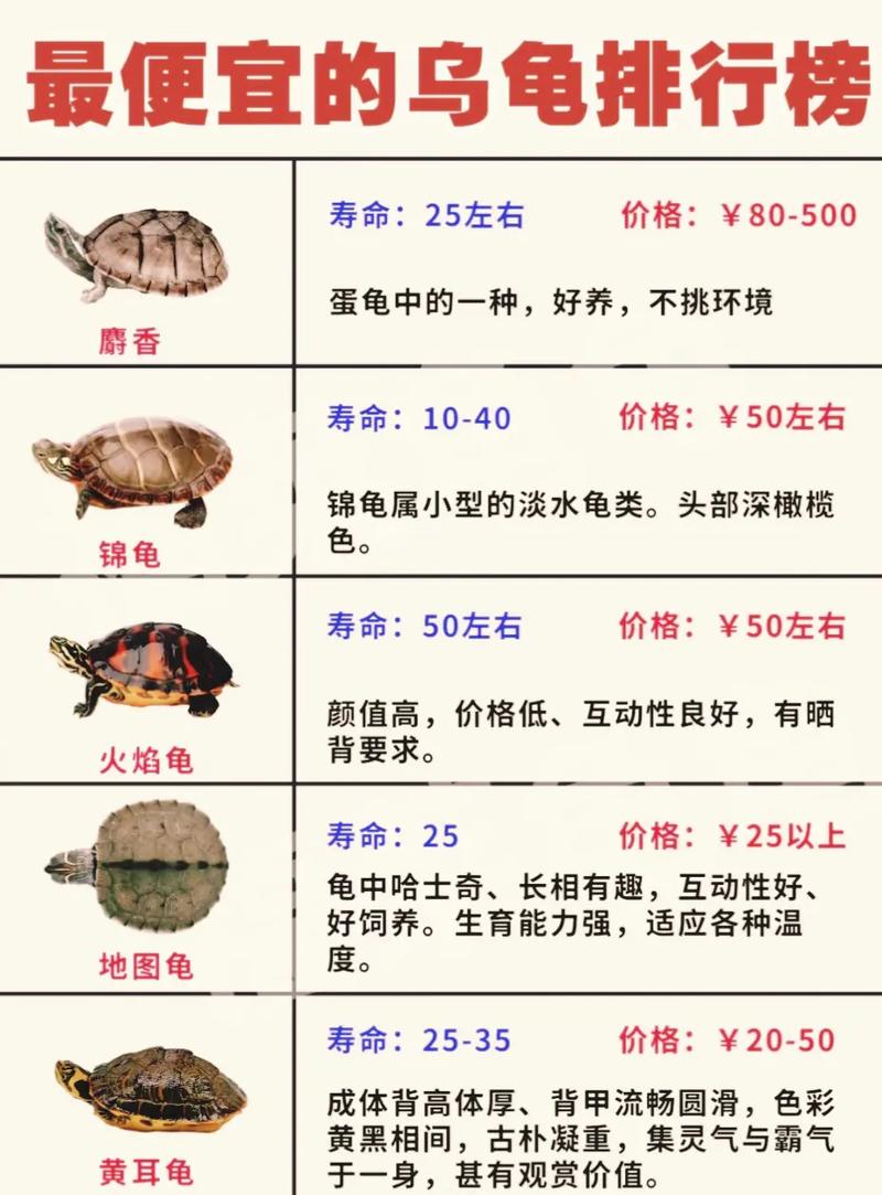 2025年陆龟价格会涨还是跌?热门品种多少钱?-图1 2025年陆龟价格会涨还是跌?热门品种多少钱?-图1