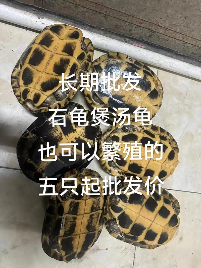 2025韶关乌颈龟价格多少?-图1 2025韶关乌颈龟价格多少?-图1