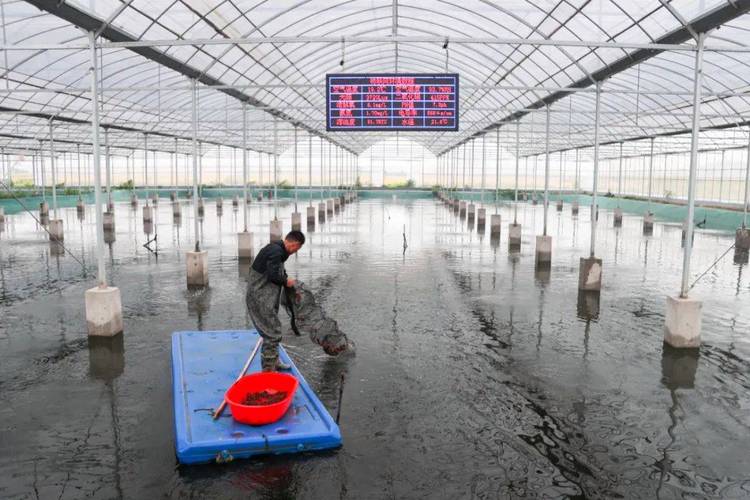 央视小龙虾养殖技术有哪些关键要点?-图1 央视小龙虾养殖技术有哪些关键要点?-图1