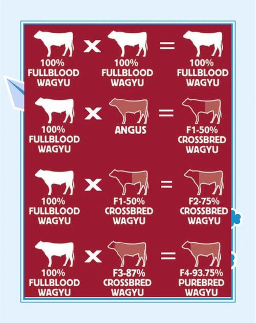 牛品种杂交结果有何差异？-图2