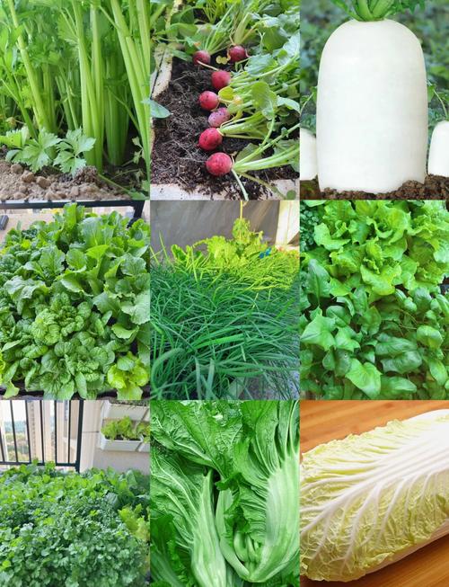 冬季种哪些蔬菜品种最好卖?-图2 冬季种哪些蔬菜品种最好卖?-图2