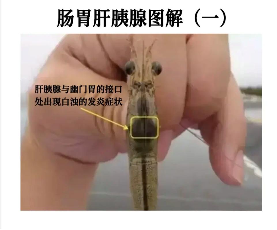 北方南美白对虾养殖技术关键点有哪些?-图1 北方南美白对虾养殖技术关键点有哪些?-图1