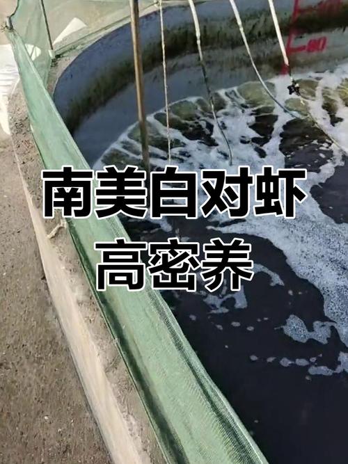 北方南美白对虾养殖技术关键点有哪些？-图3
