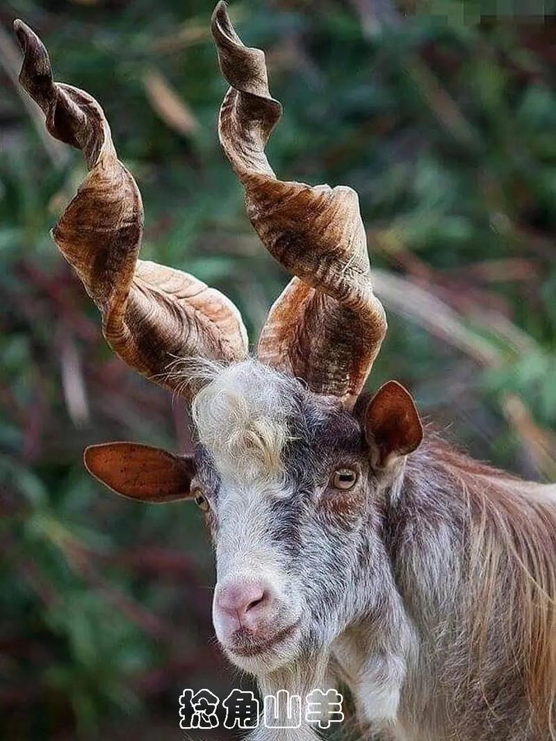 世界最大山羊品种是哪一种?-图1 世界最大山羊品种是哪一种?-图1