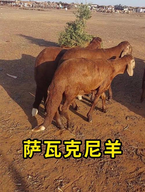 世界最大山羊品种是哪一种？-图2
