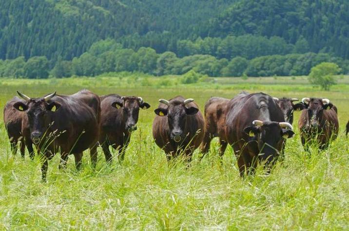 日本和牛养殖技术秘诀究竟是什么?-图3 日本和牛养殖技术秘诀究竟是什么?-图3