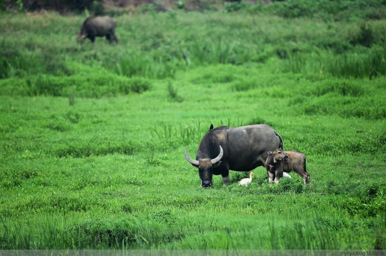日本和牛养殖技术秘诀究竟是什么?-图1 日本和牛养殖技术秘诀究竟是什么?-图1