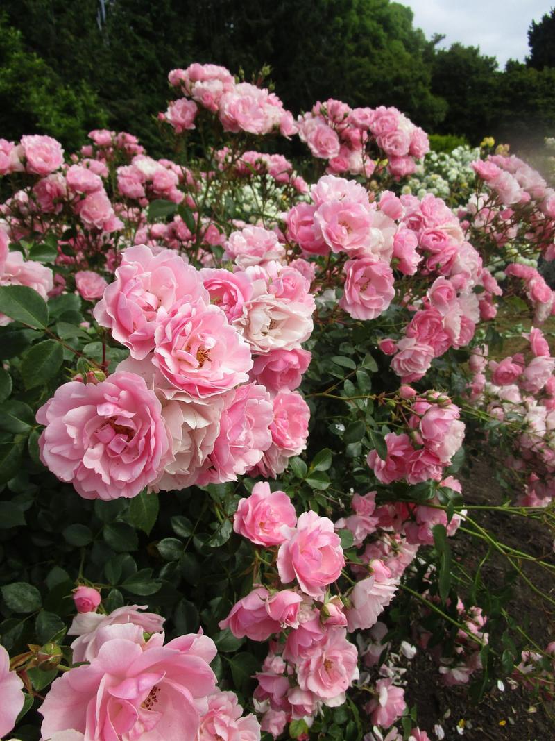 不怕晒的月季有哪些品种-图2