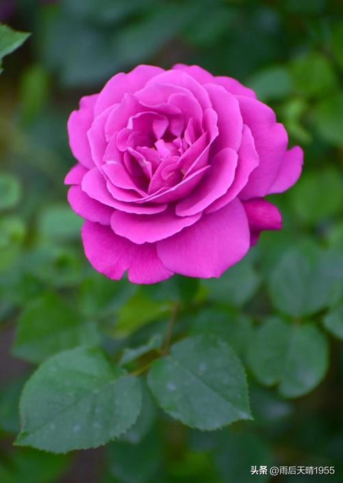 不怕晒的月季有哪些品种-图3