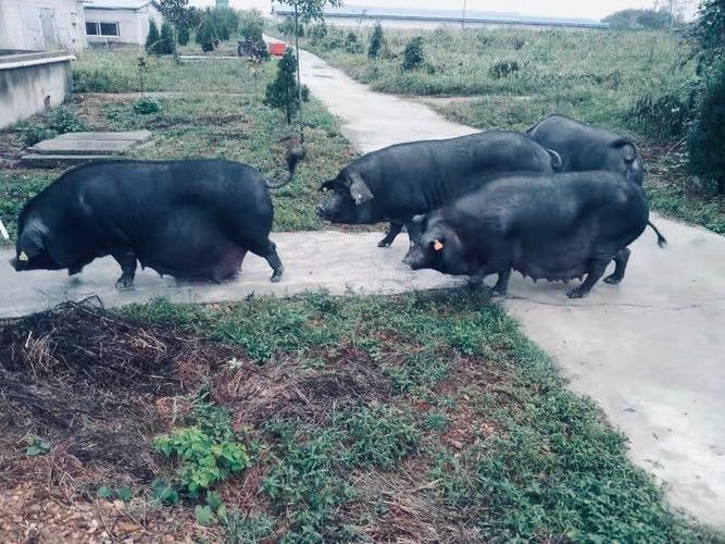 农村养的黑猪都是什么品种？-图2