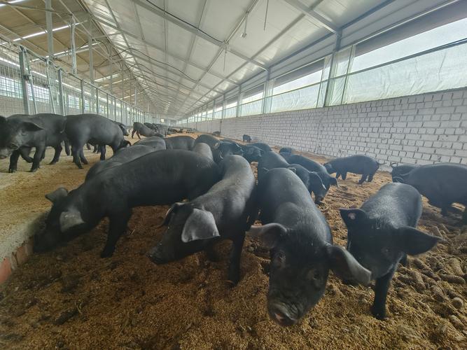 农村养的黑猪都是什么品种？-图3