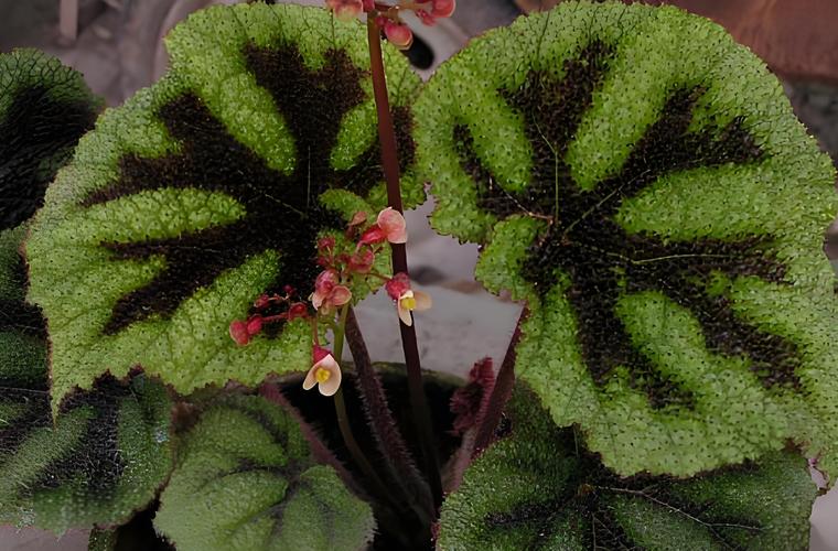 彩叶秋海棠品种图片大全有哪些珍稀品种?-图2 彩叶秋海棠品种图片大全有哪些珍稀品种?-图2