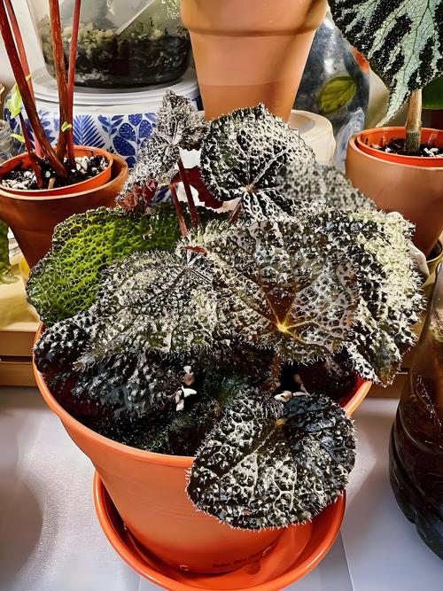 彩叶秋海棠品种图片大全有哪些珍稀品种?-图1 彩叶秋海棠品种图片大全有哪些珍稀品种?-图1