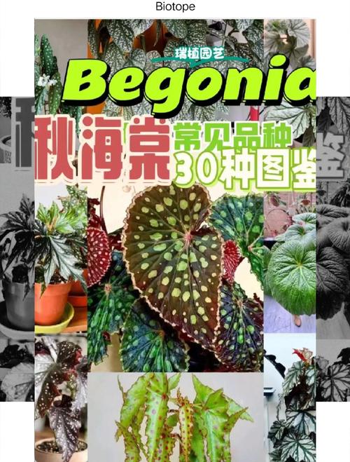 彩叶秋海棠品种图片大全有哪些珍稀品种？-图3