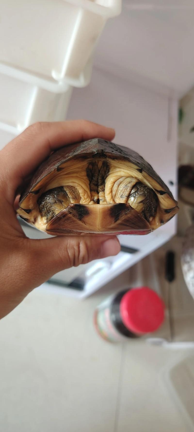 艾氏龟2025最新价格是多少？-图1