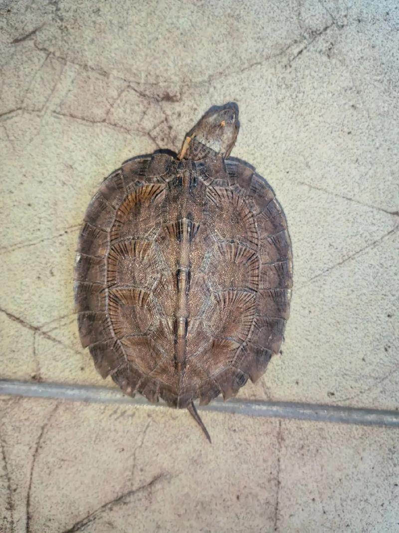 艾氏龟2025最新价格是多少？-图2