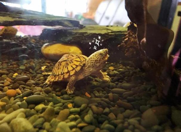 艾氏龟2025最新价格是多少？-图3