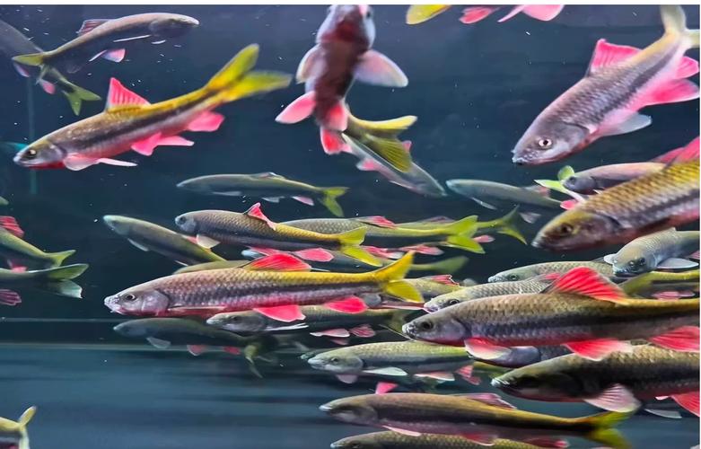 光唇鱼池塘养殖技术规范如何科学应用?-图1 光唇鱼池塘养殖技术规范如何科学应用?-图1